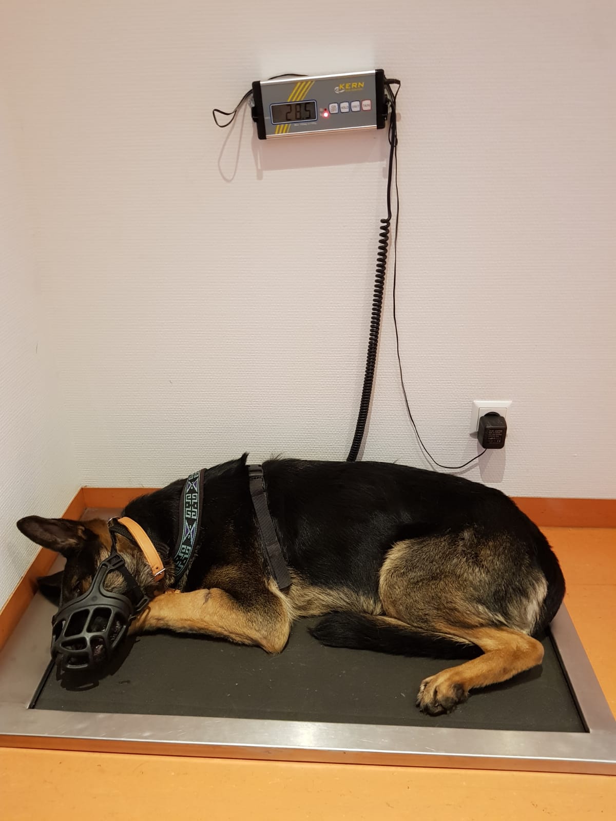 Buffy beim Doc