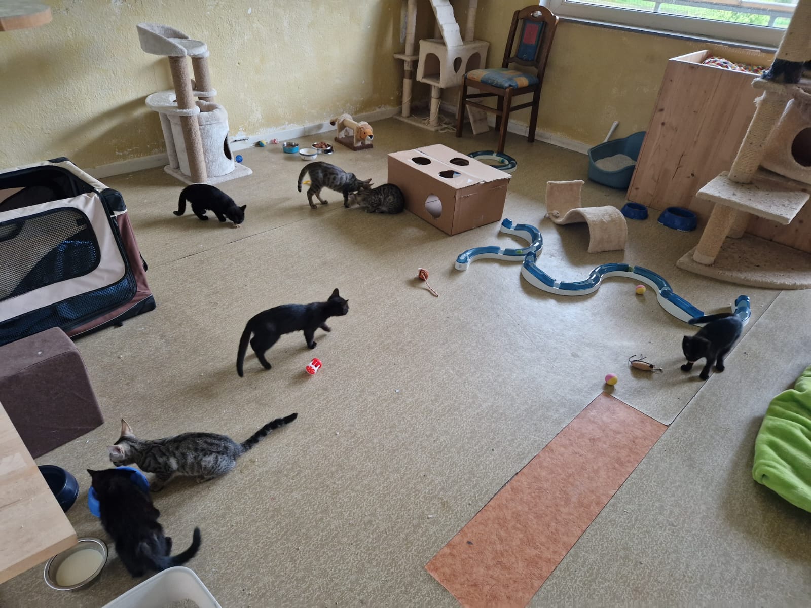 alle Katzen