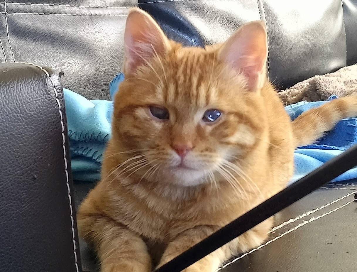 Ron
