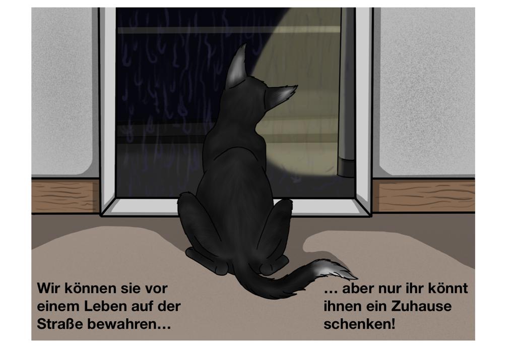 Einer Katze, aus dem Tierschutz, ein zu Hause schenken