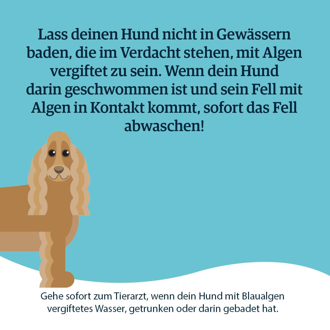 Blaualgen 4
