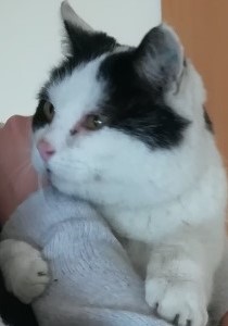 Teddy_1