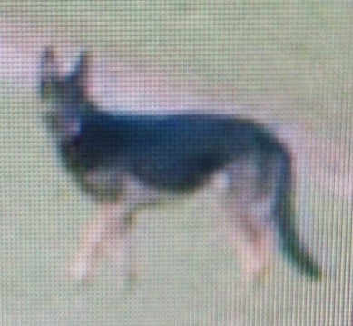 Schäferhund Duingen 1