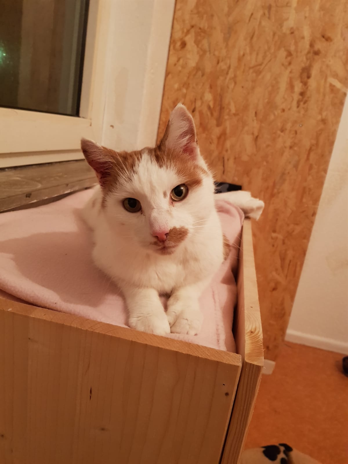 Findus 12.12.2019