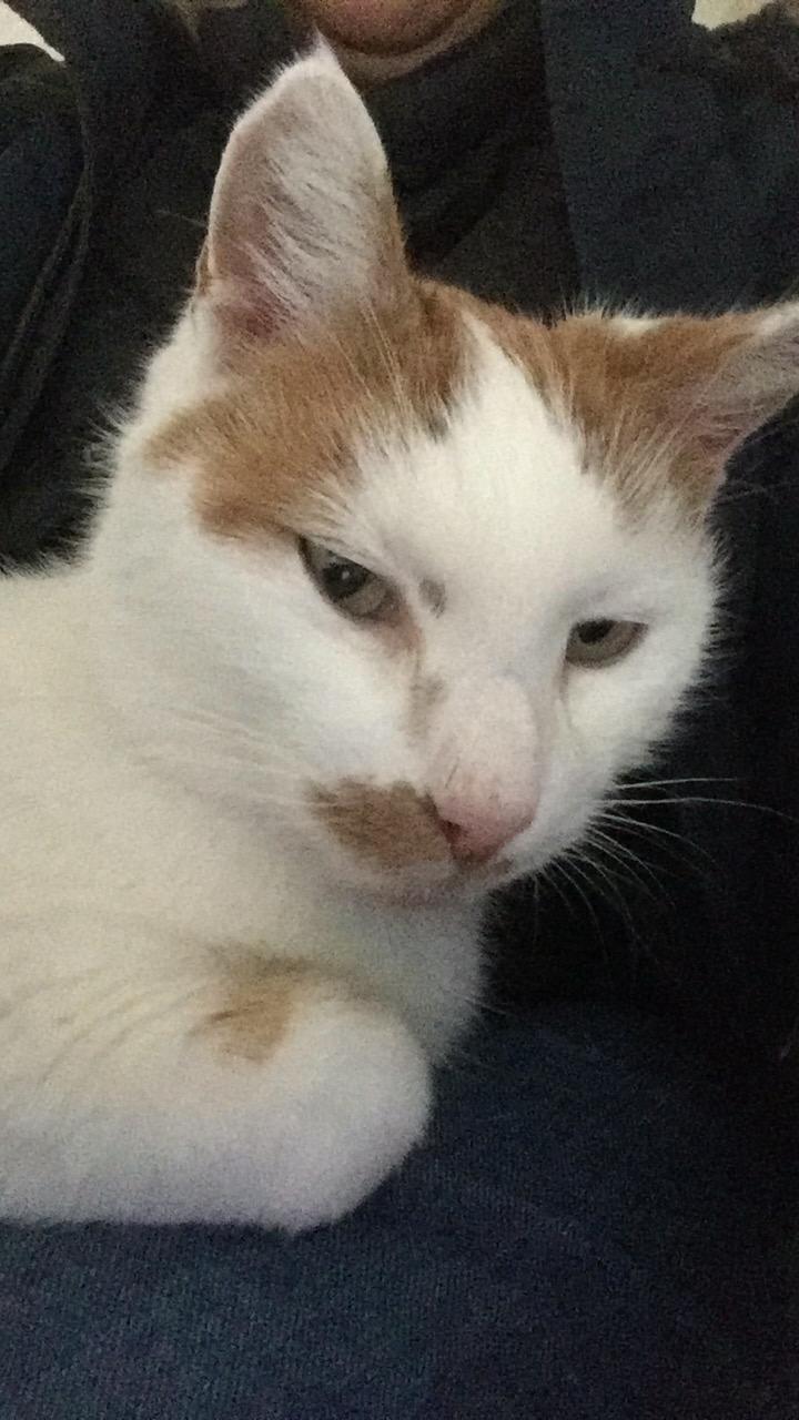 Findus 13.12.2019_1